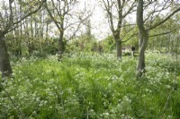Orchard filled with cow parsley flowers in between the trees.