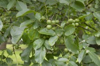 Walnuts ripening on Juglans regia at The Burrows Gardens, Derbyshire, in August