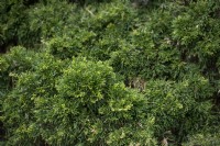 Juniperus virginiana 'Globosa' Juniper