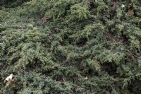Juniperus communis 'hornibrookii' common juniper
