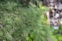 Juniperus scopulorum 'Sierra Silver' Rocky Mountain juniper