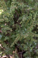Juniperus scopulorum 'Grethe' Rocky Mountain juniper