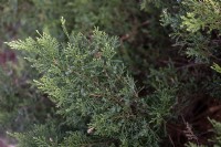 Juniperus sabina 'Tamariscifolia' savin juniper or savin