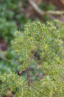 Juniperus communis 'depressed star' common juniper