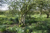 Tree in the orchard filled with Narcissus - Actaea Poeticus growing in between the grass.