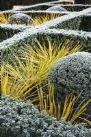 Hedges of Euonymus japonicus 'Green Spire' infilled with clipped yew and Libertia ixioides 'Goldfinger' in January