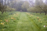 Colour themed naturalised tulips - orange; yellow; peach and white  - growing through grass along an avenue of apple trees with grass path leading to modern sculpture