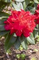 Rhododendron 'Marketeers Prize'
