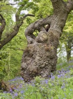 Quercus robur - Old Oak tree and Bluebells