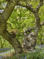 Quercus robur - Old Oak tree and Bluebells