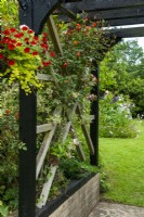 View through pergola with hanging basket and roses - Open Gardens Day, East Bergholt, Suffolk