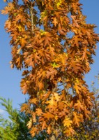 Quercus robur in the autumn, autumn October