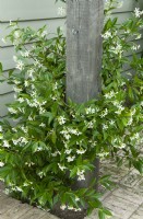 Young Jasmine plant in blossom at base of wooden pillar - Open Gardens Day, Easton, Suffolk