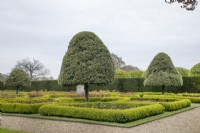 Ilex pyramid shaped trees in the Rose Parterre at Grimsthorpe Castle, April