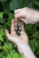 Meconopsis cambrica - Gardener collecting Welsh poppy seeds 