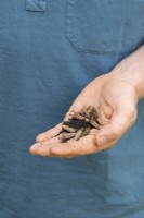 Meconopsis cambrica - Welsh poppy seeds in gardeners hand 