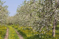 Malus domestica - Apple trees in bloom in orchard in spring.