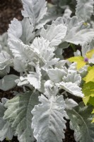 Jacobaea maritima 'Cirrus' silver ragwort