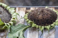 Helianthus annuus - Drying sunflowers in a greenhouse for saving seeds 