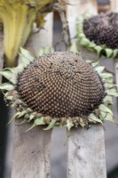 Helianthus annuus - Drying sunflowers in a greenhouse for saving seeds