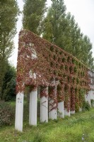Garden feature Honeycomb pergola covered in ivy  Maximapark The Netherlands 
