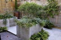 Raised beds filled with specimen shrubs and underplanted with perennials. Set in a contemporary courtyard enclosed with a wood boundary fence.