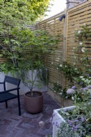 Courtyard garden with raised stone beds against a contemporary wood boundary fence planted with Trachelospermum jasminoides. On the paved patio a container with a specimen Acer.