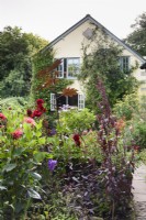 Country garden in August with lush planting including dahlias, dark amaranthus and ricinus.