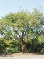 Quercus suber, spring April