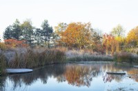 Natural swimming pool surrounded by frost covered ornamental grasses and autumnal coloured trees.