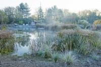 Natural swimming pool surrounded by ornamental grasses and perennials covered in frost at sunrise.