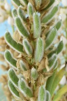 Lupinus  Lupin  Seed pods formed when flowers die  June