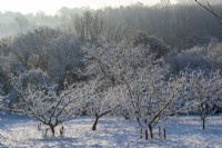The orchard at Gravetye Manor, Sussex, in winter.