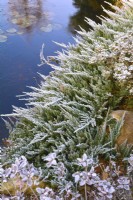 Frosted Juniperus horizontalis oven frozen pond in winter garden. December