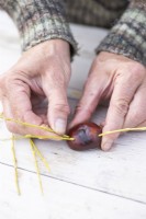 Woman placing willow twigs in conker after having poked four holes on each side