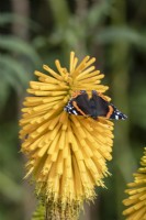 Vanessa atalanta, the red admiral butterfly on a Kniphofia 'Happy Halloween' flower in summer