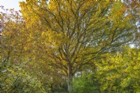 Quercus robur in autumn leaf colours in an informal country cottage garden - November