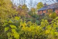 View of deciduous trees and shrubs in an informal country cottage garden in Autumn - November