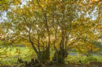 Pollarded oak trees in a woodland in Autumn - November