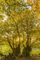 Pollarded oak trees in a woodland in Autumn - November