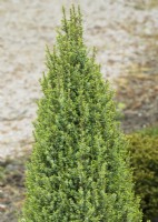 Juniperus communis Laurin, spring April