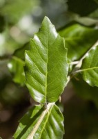 Quercus ilex, spring April