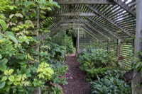 A wooden shade house with shade-loving plants at Bourton House Garden, Gloucestershire.