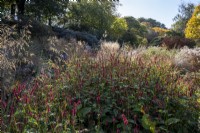 Deep autumnal borders, with drifts of grasses and late flowering perennials. Including Rudbeckia, Symphyotrichum, and Bistorta amplexicaulis.