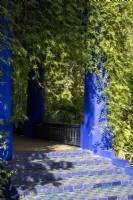 Jardin Majorelle, Yves Saint Laurent garden, green and blue tiled steps with Jasminum officinale