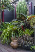 A collection of pots with shade loving plants in a courtyard garden, featuring a Philodendron 'Rojas'.