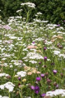 Achillea millefolium and common knapweed in a perennial meadow.