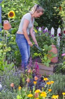 Woman harvesting courgettes from raised bed.