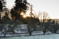 Avenue of trained apple trees in the Kitchen Garden at Hergest Croft on a frosty January morning