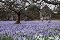 A purple sheet of Crocus tommasinianus covering the orchard at West Dean Garden.